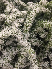 c3d3be5e-20170511 Ri piracanta g.jpg